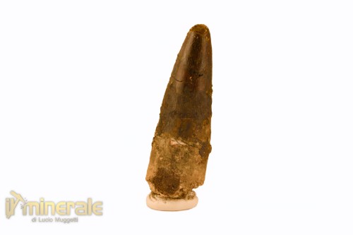 FS1113-3_fossili_collezione_denti_dinosauro_spinosauro