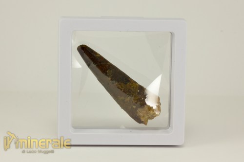FS1113-4_fossili_collezione_denti_dinosauro_spinosauro