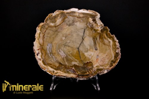 FS1126-1_fossili_collezione_arredamento_legno_silicizzato_madagascar