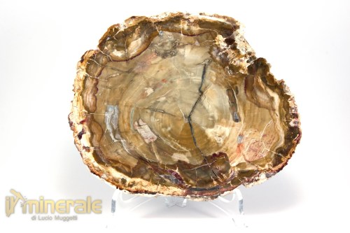 FS1126-2_fossili_collezione_arredamento_legno_silicizzato_madagascar