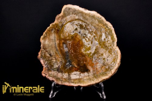 FS1127-1_fossili_collezione_arredamento_legno_silicizzato_madagascar