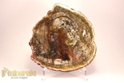 FS1127-2_fossili_collezione_arredamento_legno_silicizzato_madagascar