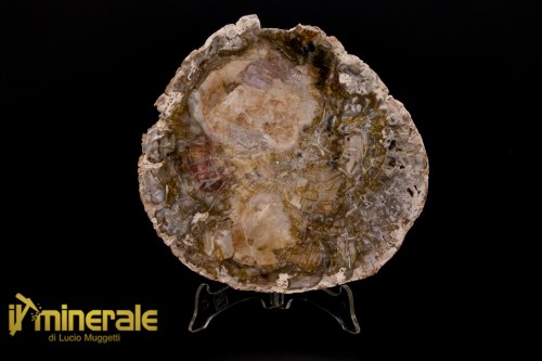 FS1128-1_fossili_collezione_arredamento_legno_silicizzato_madagascar