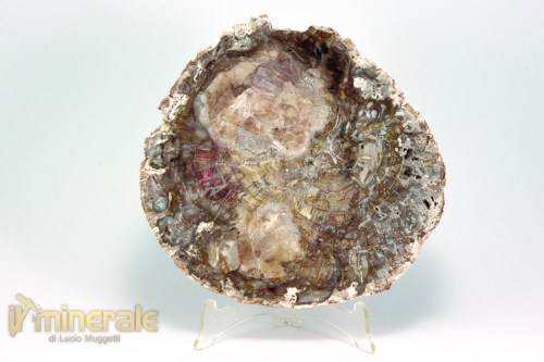 FS1128-2_fossili_collezione_arredamento_legno_silicizzato_madagascar