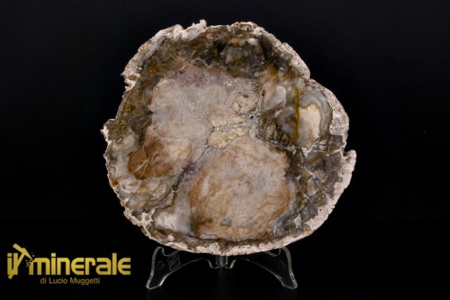 FS1129-1_fossili_collezione_arredamento_legno_silicizzato_madagascar