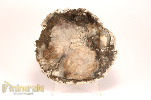 FS1129-2_fossili_collezione_arredamento_legno_silicizzato_madagascar