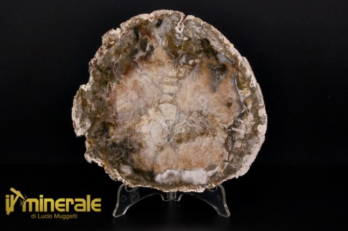 FS1130-1_fossili_collezione_arredamento_legno_silicizzato_madagascar