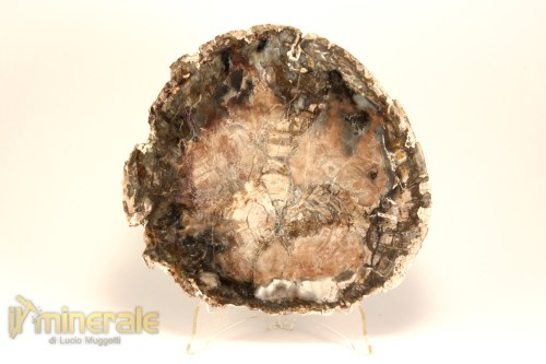 FS1130-2_fossili_collezione_arredamento_legno_silicizzato_madagascar