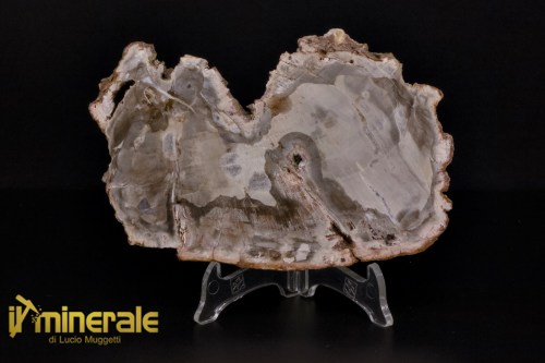 FS1132-1_fossili_collezione_arredamento_legno_silicizzato_madagascar