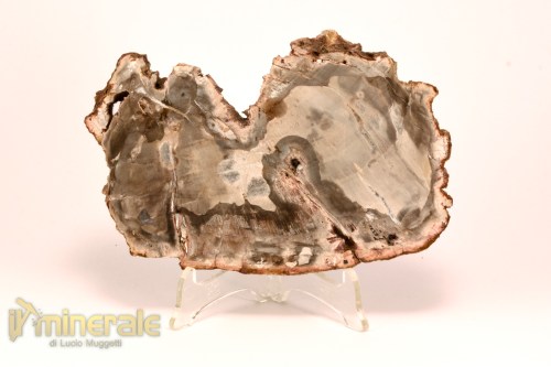 FS1132-2_fossili_collezione_arredamento_legno_silicizzato_madagascar