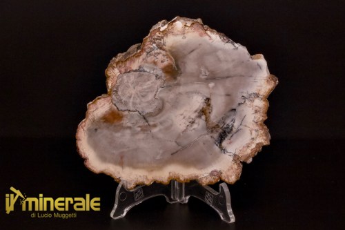 FS1133-1_fossili_collezione_arredamento_legno_silicizzato_madagascar