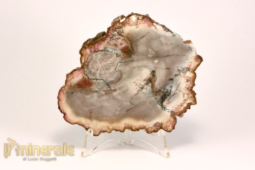 FS1133-2_fossili_collezione_arredamento_legno_silicizzato_madagascar