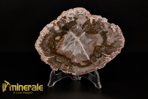 FS1134-1_fossili_collezione_arredamento_legno_silicizzato_madagascar