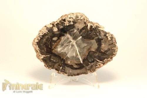 FS1134-2_fossili_collezione_arredamento_legno_silicizzato_madagascar