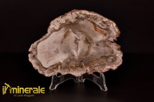 FS1135-1_fossili_collezione_arredamento_legno_silicizzato_madagascar