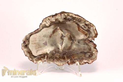 FS1135-2_fossili_collezione_arredamento_legno_silicizzato_madagascar