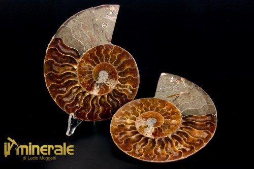 FS1137-1_fossili_collezione_arredamento_molluschi_ammoniti_cleoniceras_madagascar