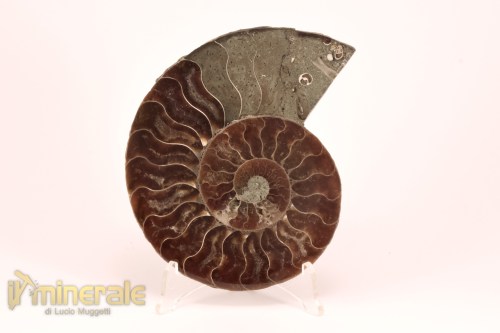 FS1137-2_fossili_collezione_arredamento_molluschi_ammoniti_cleoniceras_madagascar
