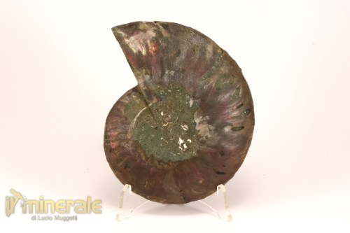 FS1137-3_fossili_collezione_arredamento_molluschi_ammoniti_cleoniceras_madagascar