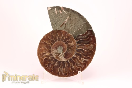 FS1137-4_fossili_collezione_arredamento_molluschi_ammoniti_cleoniceras_madagascar