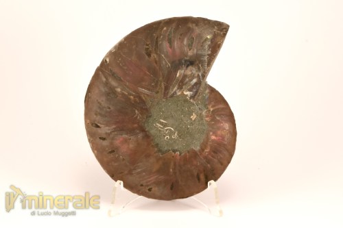 FS1137-5_fossili_collezione_arredamento_molluschi_ammoniti_cleoniceras_madagascar