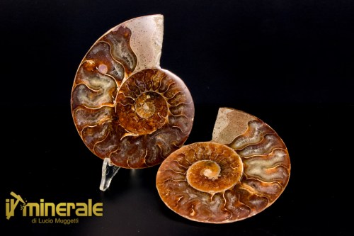 FS1138-1_fossili_collezione_arredamento_molluschi_ammoniti_cleoniceras_madagascar