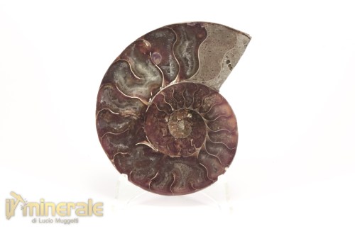 FS1138-2_fossili_collezione_arredamento_molluschi_ammoniti_cleoniceras_madagascar