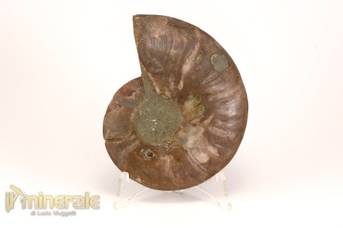 FS1138-3_fossili_collezione_arredamento_molluschi_ammoniti_cleoniceras_madagascar