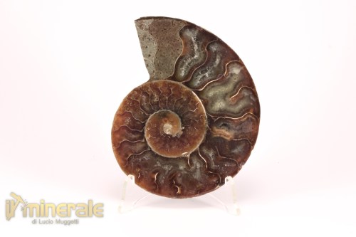 FS1138-4_fossili_collezione_arredamento_molluschi_ammoniti_cleoniceras_madagascar