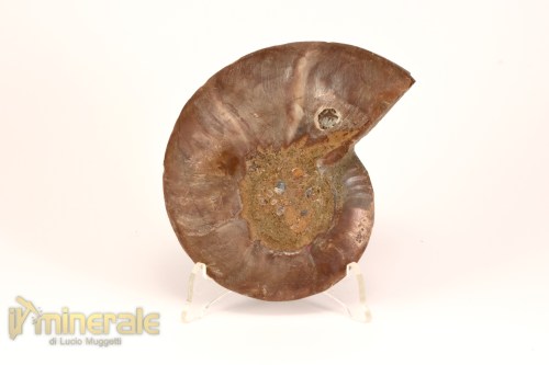 FS1138-5_fossili_collezione_arredamento_molluschi_ammoniti_cleoniceras_madagascar