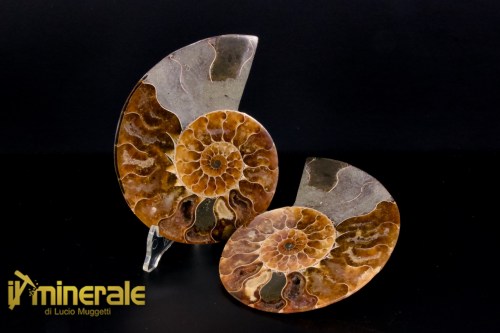 FS1139-1_fossili_collezione_arredamento_molluschi_ammoniti_cleoniceras_madagascar