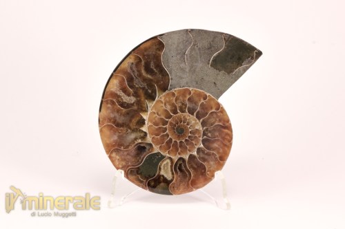 FS1139-2_fossili_collezione_arredamento_molluschi_ammoniti_cleoniceras_madagascar