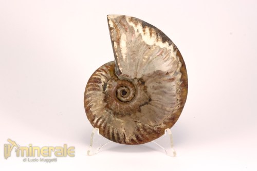 FS1139-3_fossili_collezione_arredamento_molluschi_ammoniti_cleoniceras_madagascar