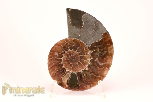FS1139-4_fossili_collezione_arredamento_molluschi_ammoniti_cleoniceras_madagascar