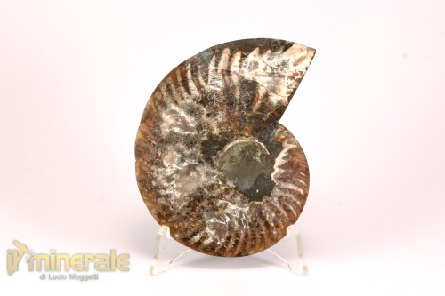FS1139-5_fossili_collezione_arredamento_molluschi_ammoniti_cleoniceras_madagascar