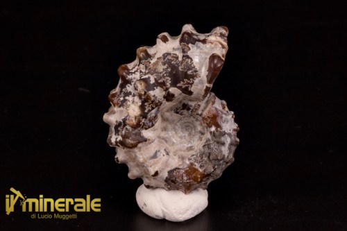 FS1140-1_fossili_collezione_arredamento_molluschi_ammoniti_douvilleiceras_madagascar