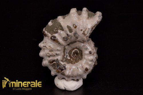 FS1141-1_fossili_collezione_arredamento_molluschi_ammoniti_douvilleiceras_madagascar