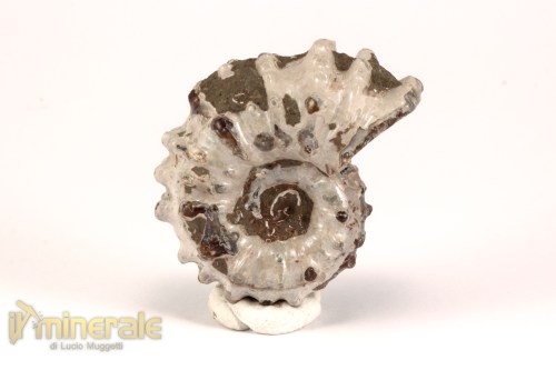 FS1141-2_fossili_collezione_arredamento_molluschi_ammoniti_douvilleiceras_madagascar