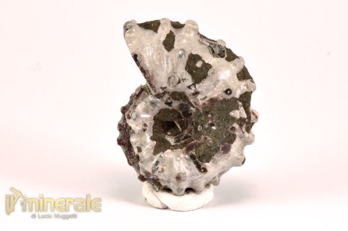 FS1141-3_fossili_collezione_arredamento_molluschi_ammoniti_douvilleiceras_madagascar