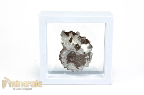 FS1141-4_fossili_collezione_arredamento_molluschi_ammoniti_douvilleiceras_madagascar