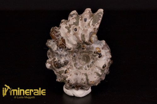 FS1142-1_fossili_collezione_arredamento_molluschi_ammoniti_douvilleiceras_madagascar