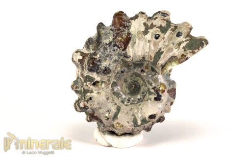 FS1142-2_fossili_collezione_arredamento_molluschi_ammoniti_douvilleiceras_madagascar