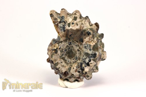 FS1142-3_fossili_collezione_arredamento_molluschi_ammoniti_douvilleiceras_madagascar