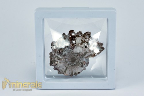 FS1142-4_fossili_collezione_arredamento_molluschi_ammoniti_douvilleiceras_madagascar