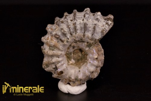 FS1143-1_fossili_collezione_arredamento_molluschi_ammoniti_douvilleiceras_madagascar