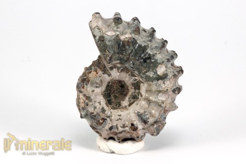 FS1143-2_fossili_collezione_arredamento_molluschi_ammoniti_douvilleiceras_madagascar