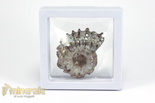 FS1143-4_fossili_collezione_arredamento_molluschi_ammoniti_douvilleiceras_madagascar