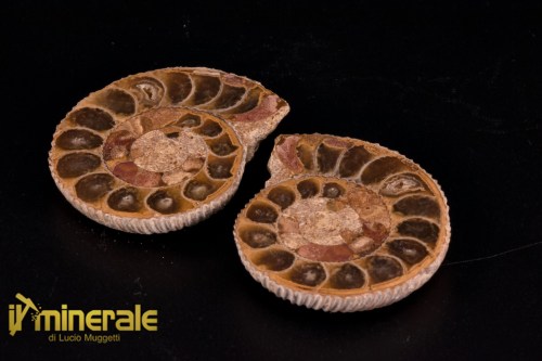 FS1145-1_fossili_collezione_arredamento_molluschi_ammoniti_perisphinctes_madagascar