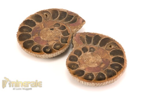 FS1145-2_fossili_collezione_arredamento_molluschi_ammoniti_perisphinctes_madagascar