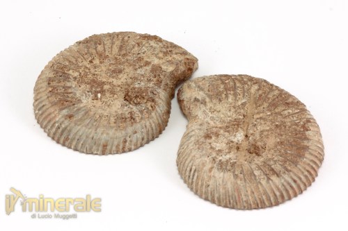 FS1145-3_fossili_collezione_arredamento_molluschi_ammoniti_perisphinctes_madagascar